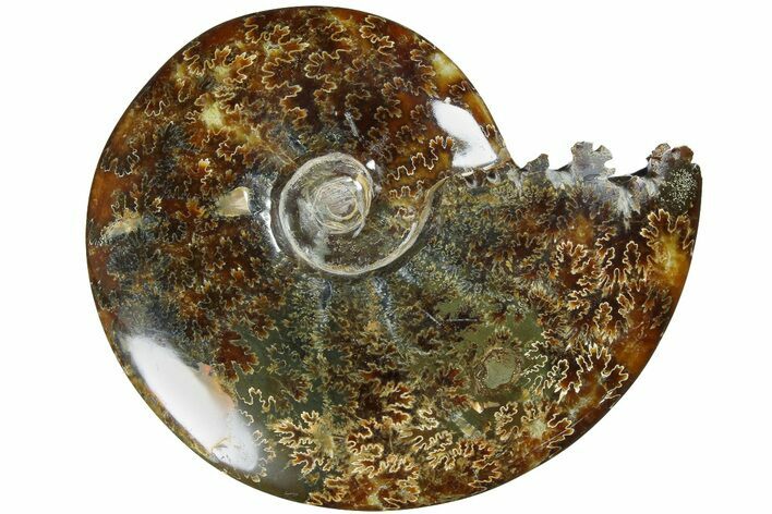 Polished Ammonite (Cleoniceras) Fossil - Madagascar #185487
